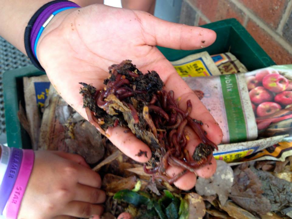 Red wiggler earthworms in a vermicomposting bin