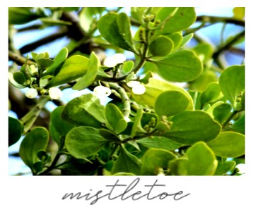 Mistletoe is December's "plant of the month"